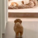 実家からやってきた犬が気になる『赤ちゃん犬』→警戒されてしまい…思わず守りたくなる行動が83万再生「怒り方も超絶可愛い」「キュンとした」(ブログ)