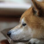 犬が亡くなる前に『伝えたいこと』４選　死期が近づいているサインや後悔しないためにすべきことまで(ブログ)