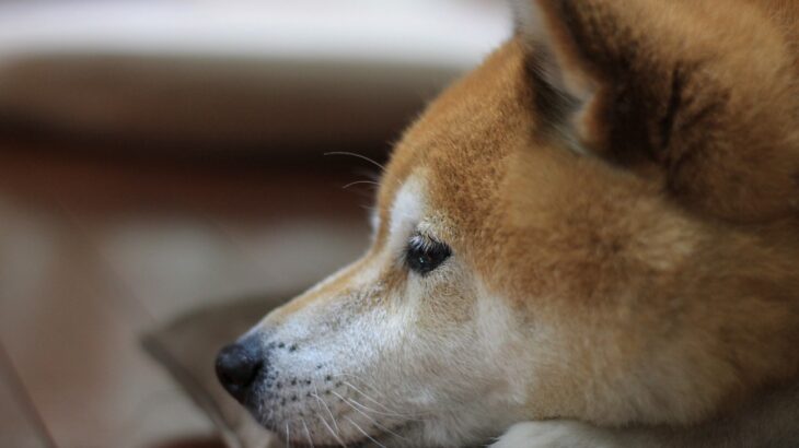 犬が亡くなる前に『伝えたいこと』４選　死期が近づいているサインや後悔しないためにすべきことまで(ブログ)