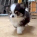 拙い歩き方をする赤ちゃん犬→『足が悪いのかな』と思い、心配で病院に行ったら…『まさかの診断結果』が173万表示「尊すぎるｗ」「可愛い」(ブログ)
