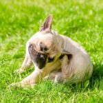 【獣医が解説】花粉症シーズンに「食べ物」でかゆみが悪化…犬に起こる『交差反応』とは？(ブログ)