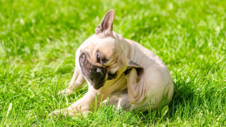 【獣医が解説】花粉症シーズンに「食べ物」でかゆみが悪化…犬に起こる『交差反応』とは？(ブログ)