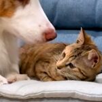 保護猫が家にやってきたら、2匹の犬が喜び過ぎて…想像以上に『愛が重すぎる光景』が29万再生「ゼロ距離で草」「ビショビショで笑うｗｗ」(ブログ)