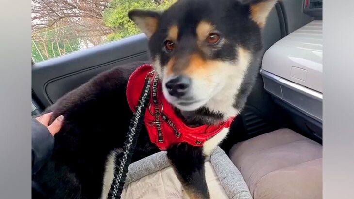 女性が車の運転中に『ひとりぼっちの迷い犬』を発見→緊急で保護して…まさかの『行動力』が119万再生「いい人に出会えた」「感動した」と称賛(ブログ)