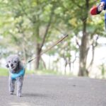 『小型犬に散歩』は必要？適切な頻度や散歩に行かないと起こり得るリスクまで(ブログ)