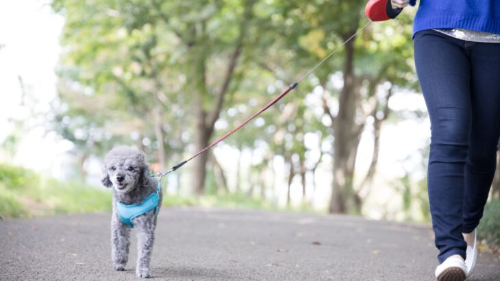『小型犬に散歩』は必要？適切な頻度や散歩に行かないと起こり得るリスクまで(ブログ)