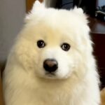 父親が息子を叱った結果→大型犬が『自分が怒られている』と勘違いして…怖がって見せた『尊すぎる行動』に反響「顔ｗｗ」「何もしてないのにｗ」(ブログ)