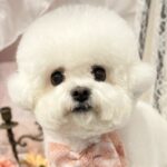 『なぜこれがこうなる』可愛らしいもふもふ犬が『網に顔を押し付けた』結果…同じ犬とは思えない『衝撃的な顔面』がSNSで話題に(ブログ)