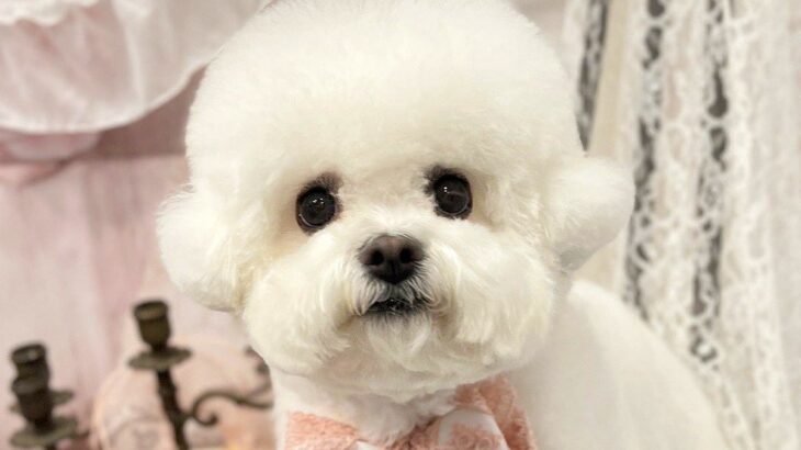 『なぜこれがこうなる』可愛らしいもふもふ犬が『網に顔を押し付けた』結果…同じ犬とは思えない『衝撃的な顔面』がSNSで話題に(ブログ)