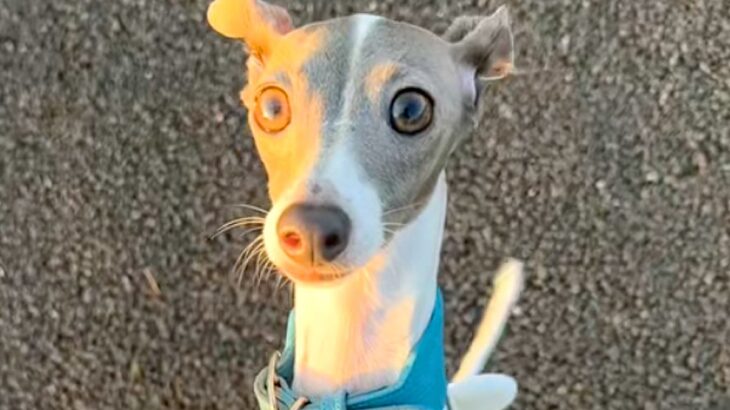 犬の散歩中、サーフィンに向かった夫→置いて帰ろうとしたら…『パパ来てないよ！』勘違いする光景が78万再生「本気で心配してる」「かわいい」(ブログ)