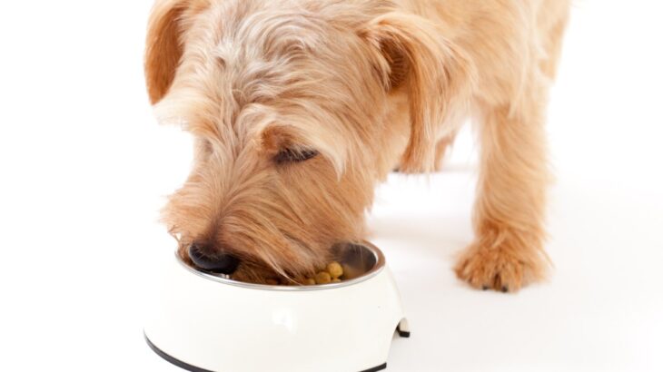 犬が高齢になったときの『ごはんの選び方』5つ　健康寿命を延ばすために押さえておきたいことまで(ブログ)