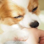 犬の『心理を読み取る』ために注目すべき行動4つ　愛犬の気持ちを理解してあげる方法まで(ブログ)