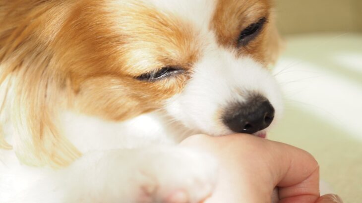 犬の『心理を読み取る』ために注目すべき行動4つ　愛犬の気持ちを理解してあげる方法まで(ブログ)