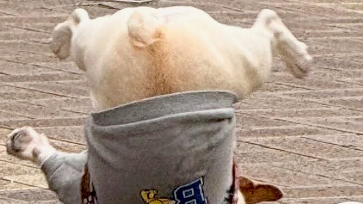 鈍臭すぎる犬が『ボール遊び』をした結果→盛大にコケてしまい…「ボールより転がってて草」「ブレイクダンスｗ」シュール過ぎる光景が88万表示(ブログ)