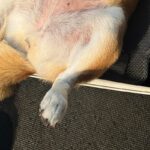 旅行の準備中、ほんの一瞬だけ『犬から目を離した』結果→「どう見ても行く気満々で可愛い」「ぴったりサイズｗｗ」まさかの光景がSNSで話題に(ブログ)