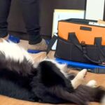 インターホンの工事で業者さんが家にやってきた結果→仕事にならない『まさかの光景』が20万再生「名残惜しそうｗｗ」「わしゃわしゃしたい」(ブログ)