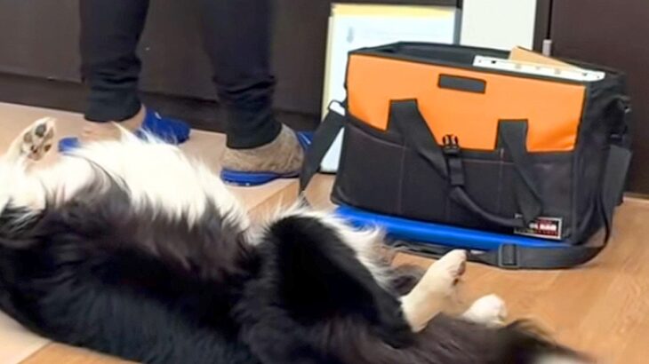 インターホンの工事で業者さんが家にやってきた結果→仕事にならない『まさかの光景』が20万再生「名残惜しそうｗｗ」「わしゃわしゃしたい」(ブログ)