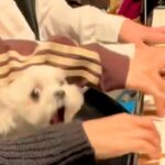 3姉妹でピアノの連弾をしていたら犬が乱入してきて…思いもよらない『まさかのブチギレ』が24万再生「なんでｗｗ」「わちゃわちゃたまらん」(ブログ)