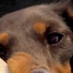 アイスのおねだりに失敗した犬→完全に拗ねてしまって…思わず笑う『ふてくされた表情』が12万再生「大変なことになってて草」「ピカソの絵」(ブログ)