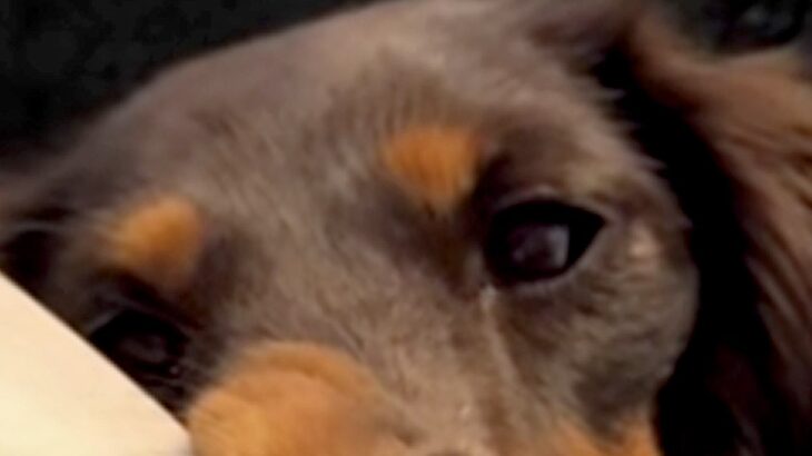 アイスのおねだりに失敗した犬→完全に拗ねてしまって…思わず笑う『ふてくされた表情』が12万再生「大変なことになってて草」「ピカソの絵」(ブログ)