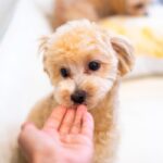 犬が『関わりたくない人』にする行動６選　苦手意識を持たれないためにはどうしたらいいの？(ブログ)