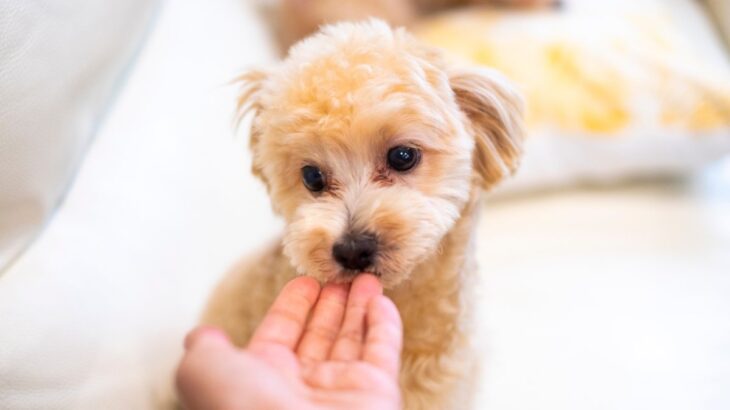 犬が『関わりたくない人』にする行動６選　苦手意識を持たれないためにはどうしたらいいの？(ブログ)