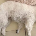 ケージに頭をくっつけて眠るふわふわ犬→よく見てみると…もはや柵の外に出ている光景に反響「頭から柵が生えてる」「可愛すぎるｗｗ」と絶賛の声(ブログ)