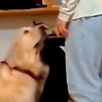 『盛大ないたずらをした大型犬』をお父さんが叱った結果…まるで人間のような『反省の態度』が話題「怒れないってｗｗ」「飼い主負けてて草」(ブログ)