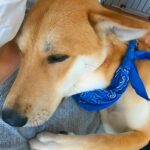 怖がりな保護犬と一緒に『ハンモック』に乗った結果…小さな子供のような『尊い反応』が16万再生「母性本能わしづかみｗ」「守ってあげたい」(ブログ)