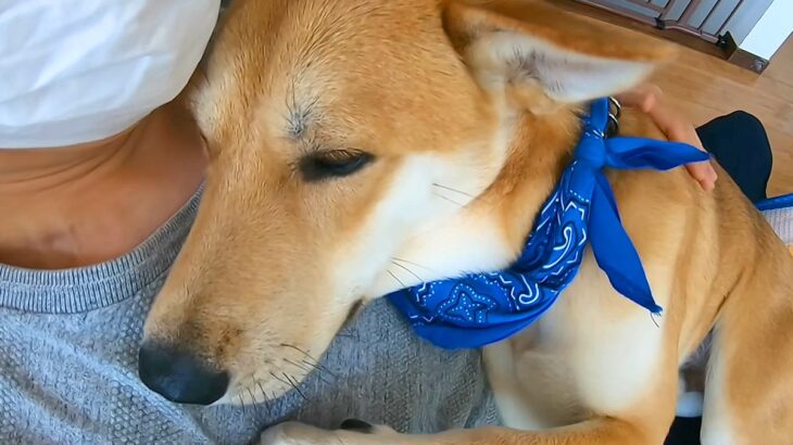 怖がりな保護犬と一緒に『ハンモック』に乗った結果…小さな子供のような『尊い反応』が16万再生「母性本能わしづかみｗ」「守ってあげたい」(ブログ)