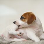 愛犬のアトピー治療薬「アポキル」効果を左右する要因とは？85頭の治療結果から判明した「重要なポイント」に注目【獣医師が解説】(ブログ)