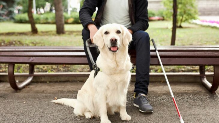 『触れてはいけない犬』の特徴5選　接触が危険な理由や必ず知っておくべきマナーまで(ブログ)