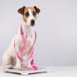 愛犬が肥満かどうかを判断する方法3つ　なぜ太ってしまうの？体型維持のコツまで(ブログ)