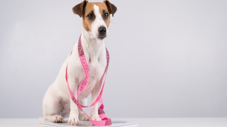 愛犬が肥満かどうかを判断する方法3つ　なぜ太ってしまうの？体型維持のコツまで(ブログ)