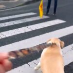 信号待ちで『交通整理のおじさん』を見つけた大型犬→まさかの行動と『素敵すぎる対応』が48万再生「嬉しさ爆発してる」「尻尾ちぎれそうｗ」(ブログ)