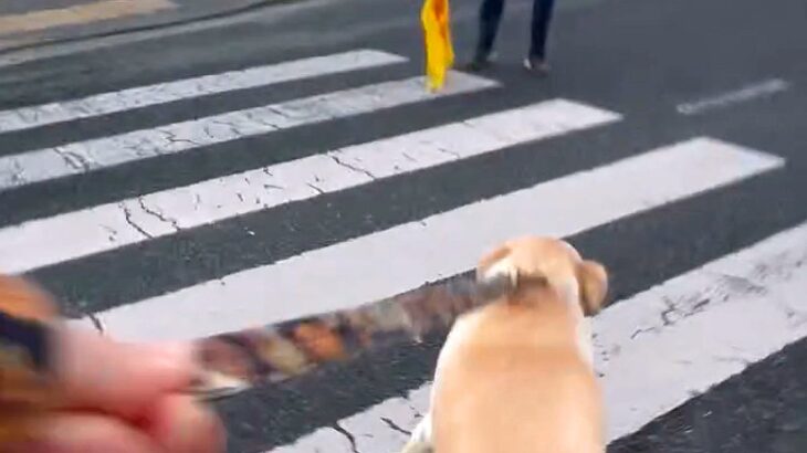信号待ちで『交通整理のおじさん』を見つけた大型犬→まさかの行動と『素敵すぎる対応』が48万再生「嬉しさ爆発してる」「尻尾ちぎれそうｗ」(ブログ)