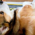 『犬の足がソファからはみ出している』と思ったら…人間のような『まさかの工夫』が103万表示「可愛すぎて悶えた」「ちいかわの足で草」と悶絶(ブログ)