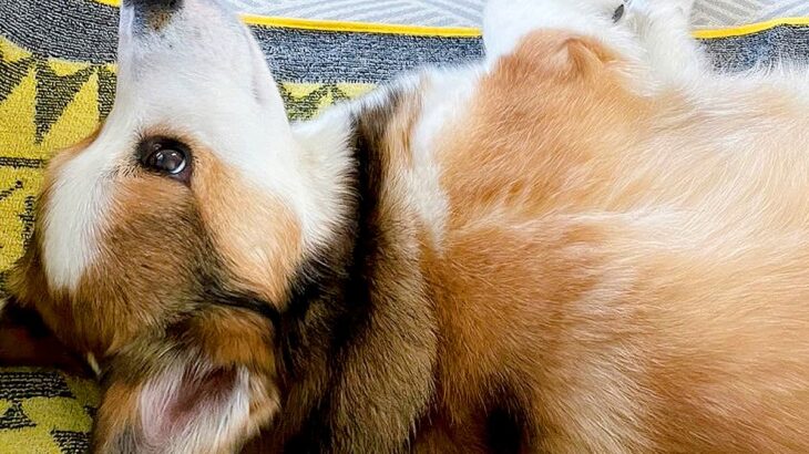 『犬の足がソファからはみ出している』と思ったら…人間のような『まさかの工夫』が103万表示「可愛すぎて悶えた」「ちいかわの足で草」と悶絶(ブログ)