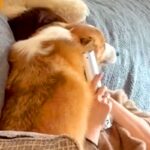 家にお客さんが来ると、犬が毎回『大歓迎』をして…最高すぎる『おもてなしの様子』が23万再生「お邪魔したい…」「めちゃ羨ましい」羨望の声も(ブログ)