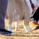 ドッグランにやってきた犬→他人を『飼い主』と間違えてしまい…気づいた瞬間の『表情』が60万再生「横目たまらん」「やってしまったｗｗ」(ブログ)