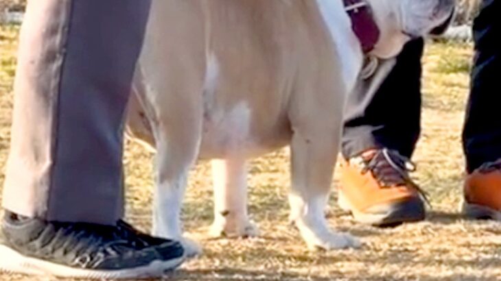 ドッグランにやってきた犬→他人を『飼い主』と間違えてしまい…気づいた瞬間の『表情』が60万再生「横目たまらん」「やってしまったｗｗ」(ブログ)