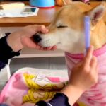 女の子が『美容室ごっこ』をしていたら、犬も参加させられて…『付き合ってあげる光景』が33万再生「丁寧な作業で草」「カリスマ美容師ｗ」(ブログ)