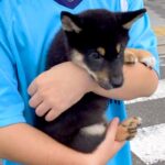 ご飯に興味がない『たった2キロの子犬』→『小さく育つかな』と思ったら…予想と違った『まさかの成長』に反響「ビッグにｗｗ」「ドヤ顔可愛い」(ブログ)