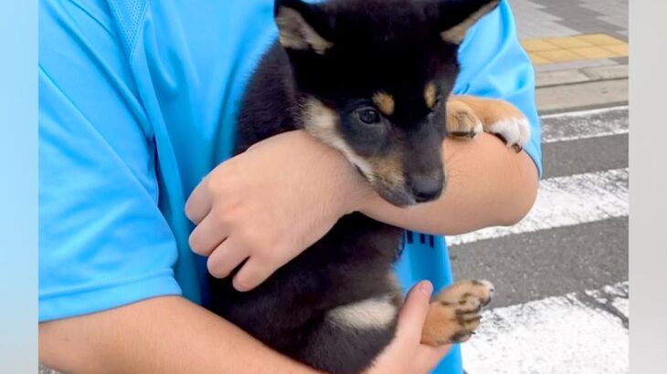 ご飯に興味がない『たった2キロの子犬』→『小さく育つかな』と思ったら…予想と違った『まさかの成長』に反響「ビッグにｗｗ」「ドヤ顔可愛い」(ブログ)