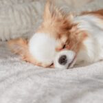 犬が『熟睡』できているか判断する方法５選　注意すべき愛犬の寝方まで解説(ブログ)