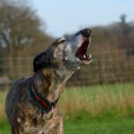 犬が『キャン』と急に鳴く心理5つ　痛みや苦痛を感じている可能性も…(ブログ)