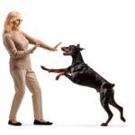 犬が飼い主に『体当たりする』心理4つ　謎行動の意味や止めてほしい場合の対応まで(ブログ)