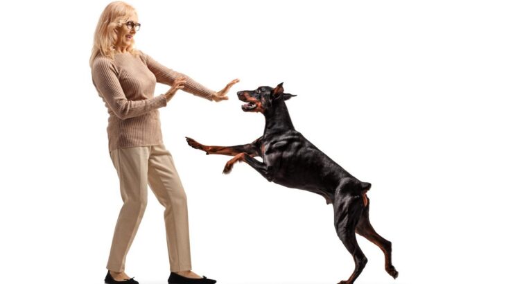 犬が飼い主に『体当たりする』心理4つ　謎行動の意味や止めてほしい場合の対応まで(ブログ)