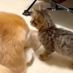 大型犬を『障害物』としか思っていない子猫→目の前に現れると…思わず笑ってしまう光景が88万再生「わんこの反応がｗｗ」「もはや父親みたい」(ブログ)