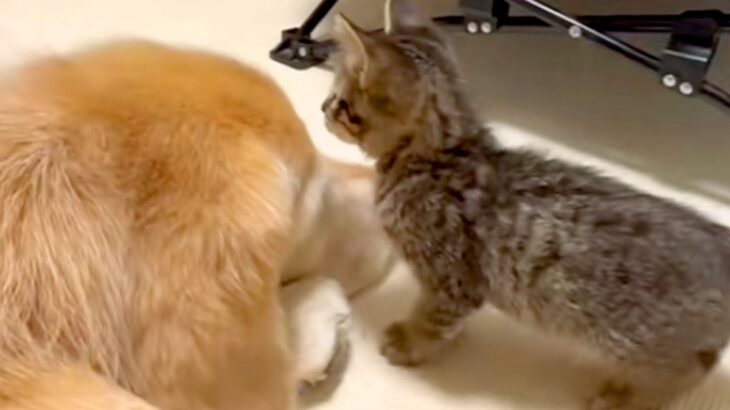 大型犬を『障害物』としか思っていない子猫→目の前に現れると…思わず笑ってしまう光景が88万再生「わんこの反応がｗｗ」「もはや父親みたい」(ブログ)